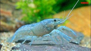 Мексиканский Карликовый Синий Рак Содержание в аквариуме Разведение и Кормление