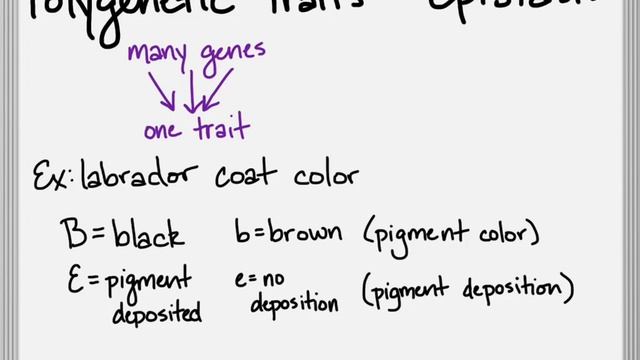 Genetics Lesson 1, Part 5: Complex Patterns Of Inheritance Continued...