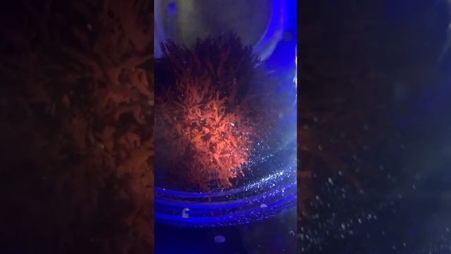 Seeded dragon’s breath with copepods смотреть онлайн