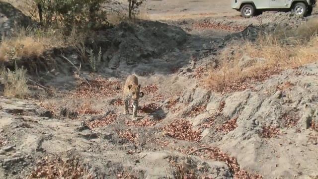 Botswana 2008 смотреть онлайн