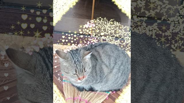 видео про мою кошку смотреть онлайн