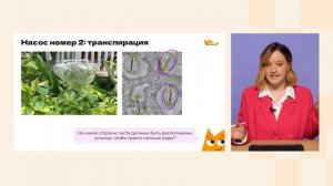 Транспорт веществ у растений | Биология 6 класс | Домашняя школа Фоксфорда