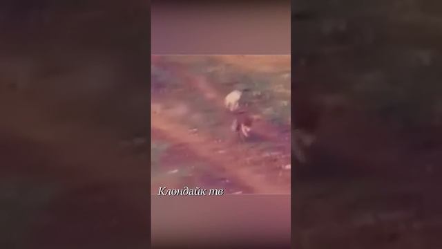 Волк напал на овчарку. смотреть онлайн