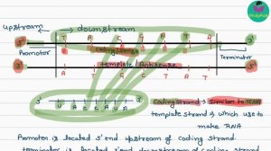 Concept of transcription unit/promoter/terminator/coding strand/template strand class 12/ biology