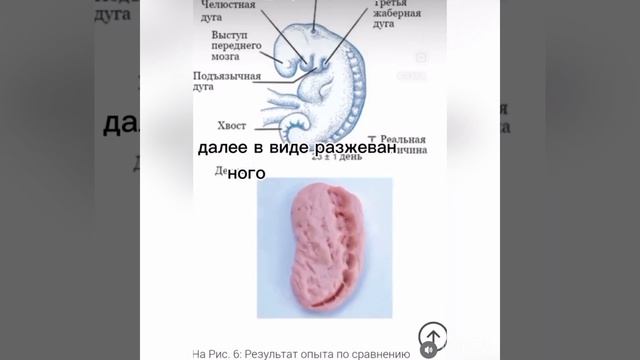 Эмбриология в Коране