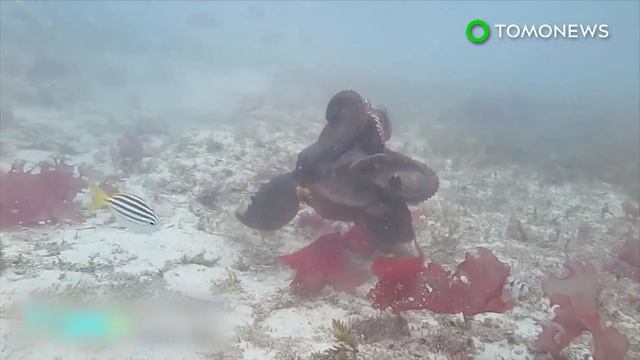 Horse Evolution: How Did Horses Become The Only Animals To Have A Single Toe? - TomoNews