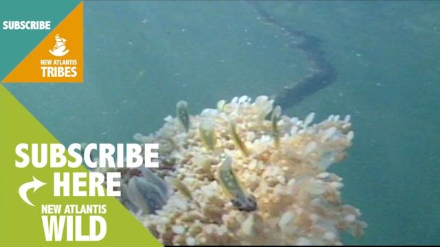 Giant jellyfishes turned into plants смотреть онлайн