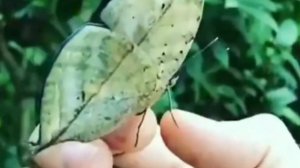 Роберт Адамс отдайте всё Богу. Духовность практикуют.