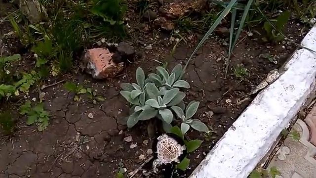 2016 май 3 Подробно об автополиве смотреть онлайн