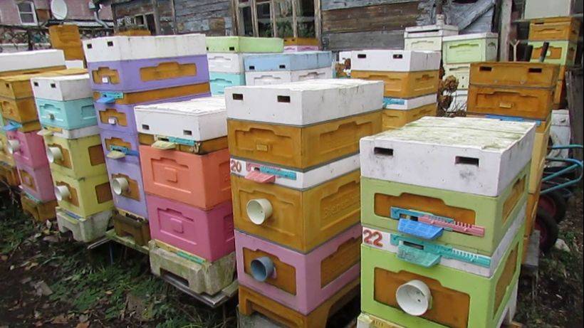 наращивание пчел в зиму в октябре, что было в сентябре, что стало в ноябре смотреть онлайн