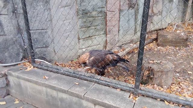 Московский зоопарк. Беркут.