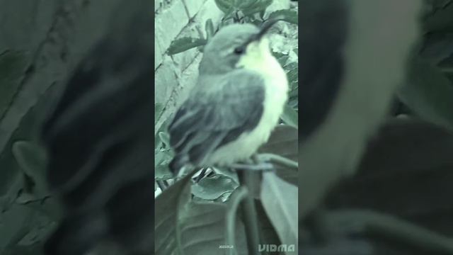 love Bird and REAL LIFE PHOTOGRAPHY of Next and Bird 🐦🐦🐦 смотреть онлайн