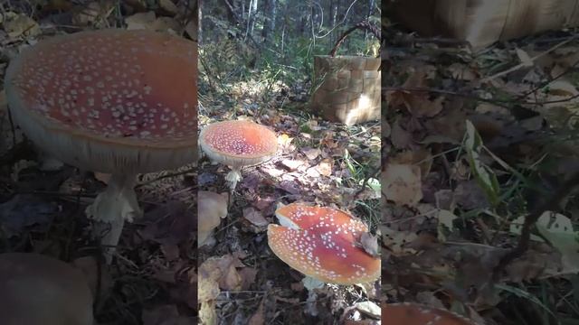 Царство грибов. Белый гриб (боровик) и мухомор. Что же выбрать?