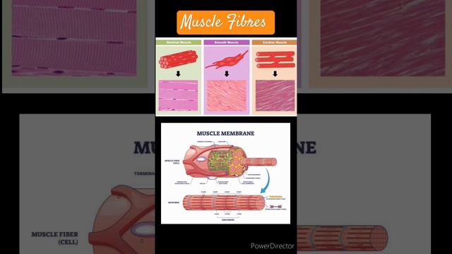 Muscle Fibres L Muscle Fibre Anatomy Ll Harshika Gupta @harshikagupta2059