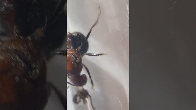 myrmicaria brunnea смотреть онлайн