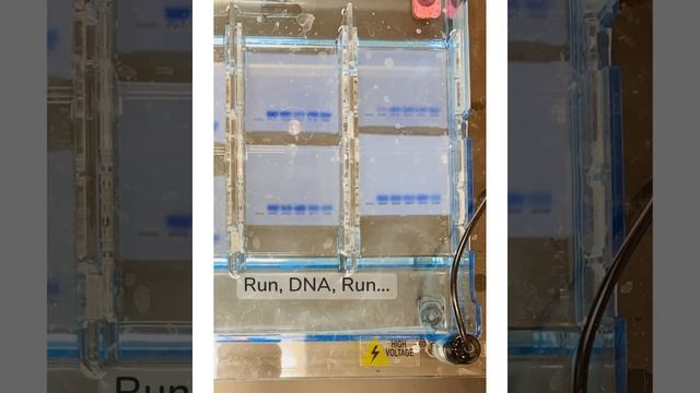 Gel Electrophoresis смотреть онлайн