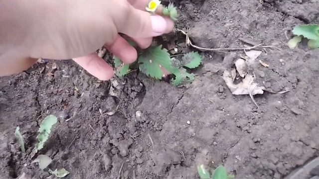 Черные цветки клубники? Заморозки, болезнь или вредители? Разбираемся вместе смотреть онлайн