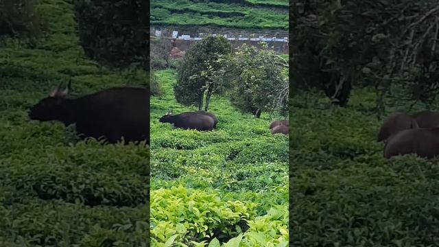 Bison  Cute ,  Ooty,nilgris