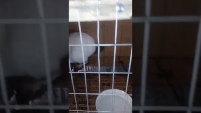 Кролики Калифорния смотреть онлайн