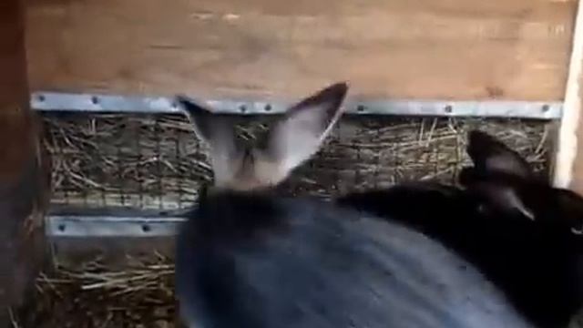 Рассказ о случке кроликов. Часть 1 смотреть онлайн