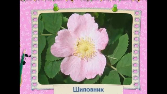 Учим цвета с ребенком