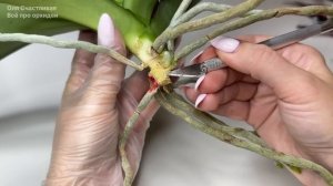 ГНИЁТ ШЕЙКА орхидеи и желтеют листья орхидеи СПАСТИ орхидею