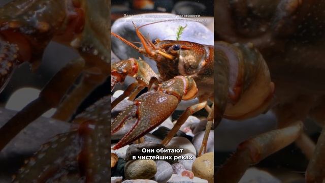 Сколько стоят самые дорогие в мире раки?