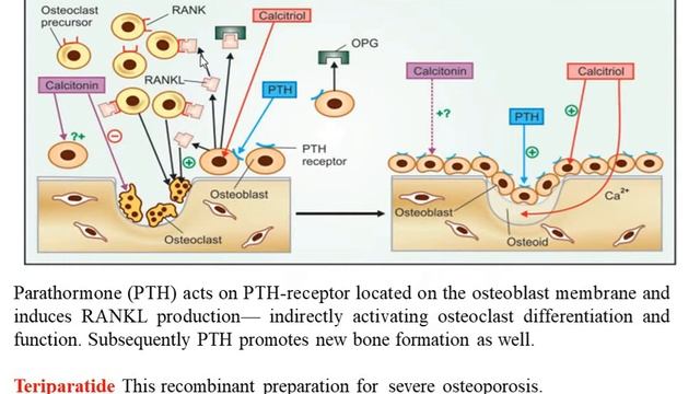 HORMONES REGULATING PLASMA CALCIUM LEVEL смотреть онлайн