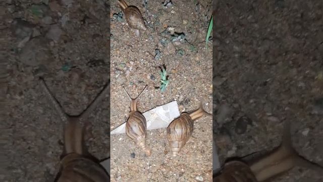 Molaski's family смотреть онлайн