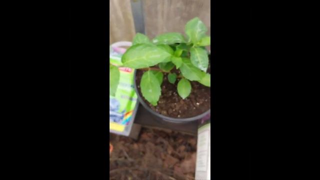 посылка с гортензиями весна 23