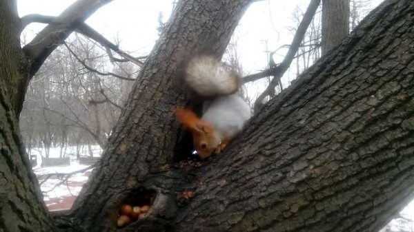 белка-мальчик