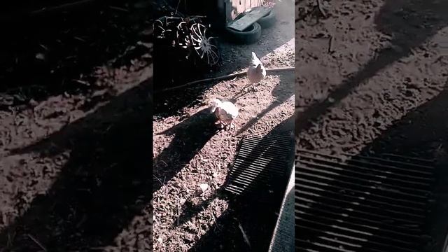 Как проходит Жизнь у Утят до Инды Утят смотреть онлайн