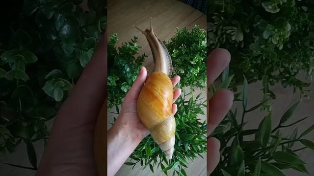 ФУЛИКА РОДАЦИ смотреть онлайн