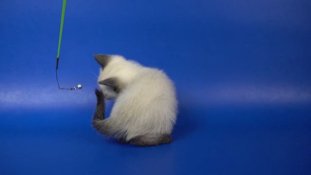 Тайская девочка Cartier Gamlet, 1 месяц 10 дней, https://www.thaigamlet.ru/ смотреть онлайн