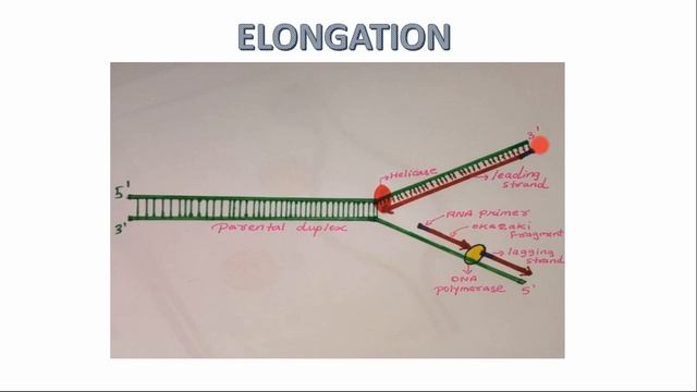 DNA REPLICATION, CENTRAL DOGMA OF LIFE смотреть онлайн