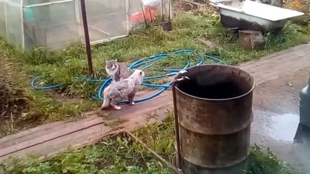 Разговор Котов!! смотреть онлайн