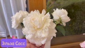 ЛУЧШИЕ СОРТА ПОЗДНИХ ПИОНОВ на выставке клуба Цветоводы Москвы 18 июня 2024г