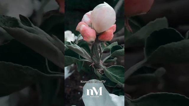Колосян 4:2 НПУ Будьте віддані молитві, пильнуючи в ній із вдячністю #Біблія #мудрість #писание смотреть онлайн