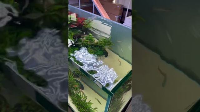 #аквариум успокаивает🧘♀️ #аквариумистика #aquascape #aquário #mashabloom #машаблюм #plantedtank