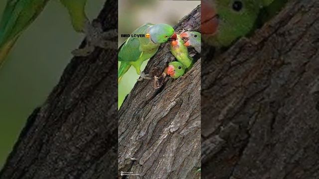 Very Nice Video And L Love's Birds😊😚