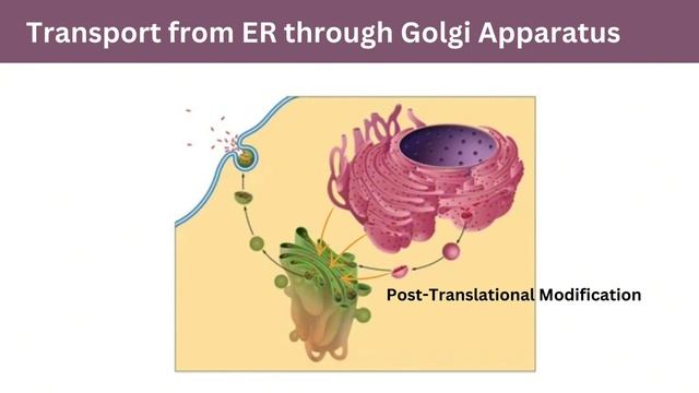 Golgi Apparatus Structure and Function | Cell Organelle смотреть онлайн