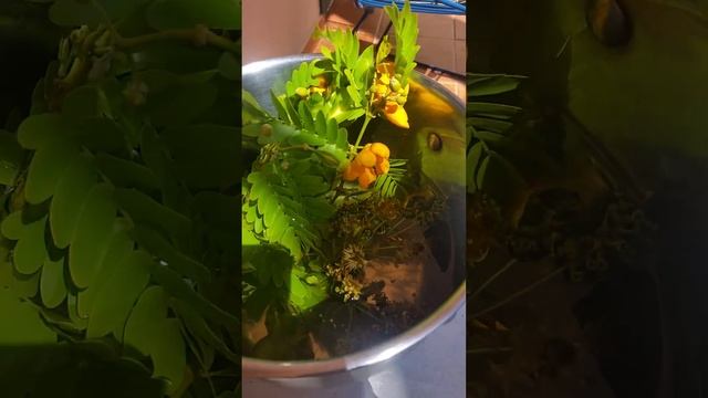 Senna и Boscia. Слабительное и ментальное.