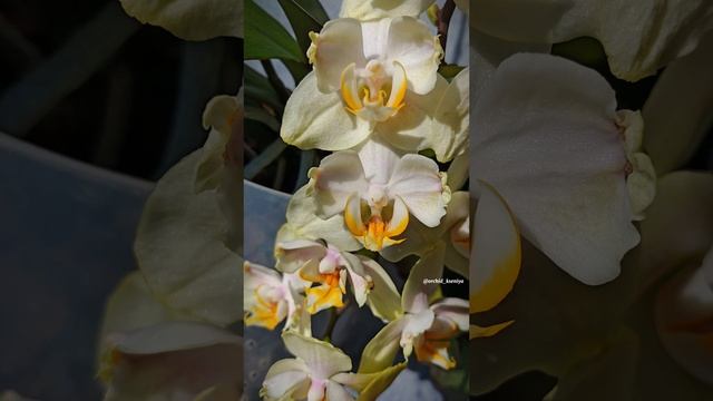 Phal. Golden Jaguar 🐆 Домашнее цветение орхидеи бабулетки Голден Ягуар смотреть онлайн