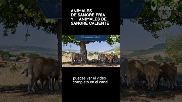 animales de sangre fria y animales de sangre caliente смотреть онлайн