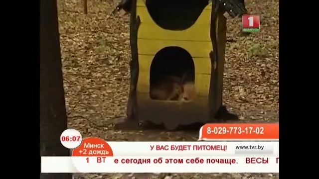 У вас будет питомец!