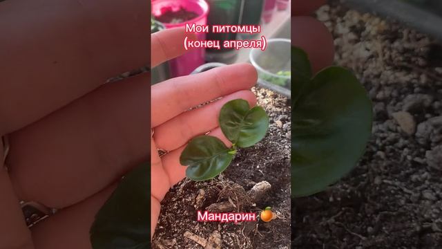 Мои питомцы  #эустома #огурец  #томат  #питахайя  #мандарин