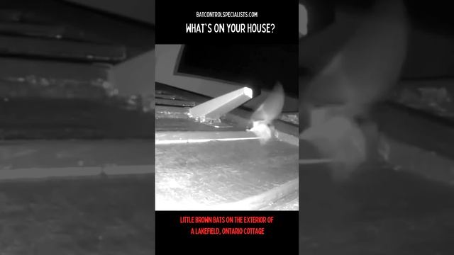 What's On Your House? More Signs You Have A Bat Problem.