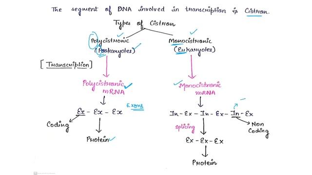 Molecular Basis Of Inheritance Part 2 | Replication | Class 12 Boards, NEET | Edulogy Biology смотреть онлайн