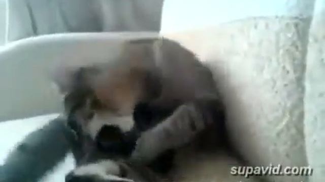 котэ бьет себя смотреть онлайн