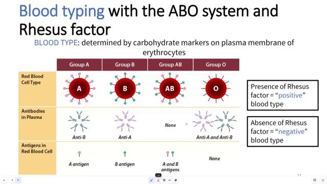 Tophat Blood ABO System and Rhesus Factor смотреть онлайн